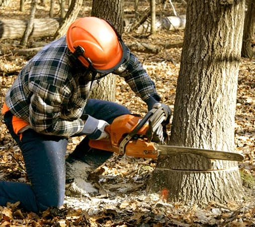 Tree Removal in Cyclone, WV